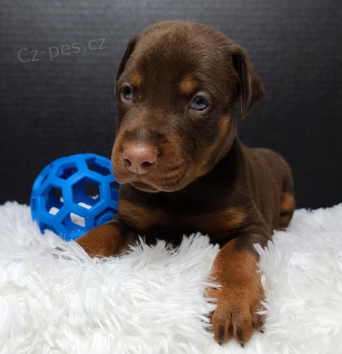 Nao�kov�na a od�ervena �t��ata dobermana na prodej.