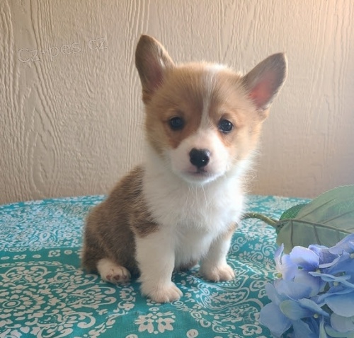 �t��ata Pembroke Welsh Corgi FENY A MU�E na prodej.