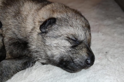 �eskoslovensk� vl��k s PP