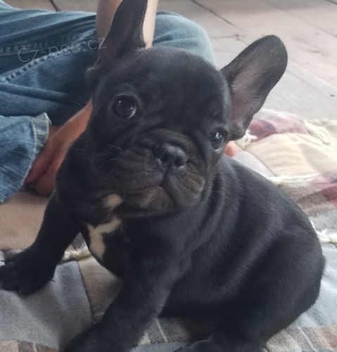 �ern� francouzsk� buldo�ek �t��ata na prodej.