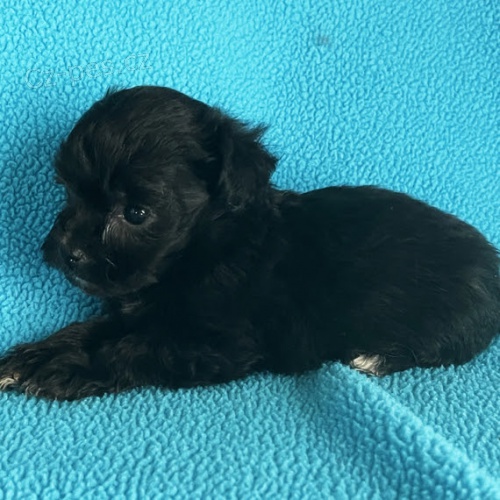 na prodej roztomil� a zdrav� �ERN� havansk� �t��ata.