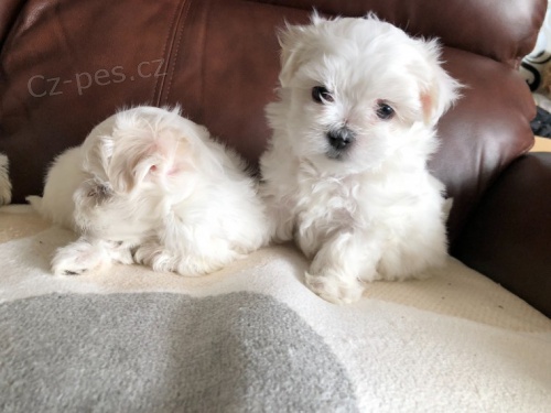 mini zdrav� maltsk� �t���tka na prodej.