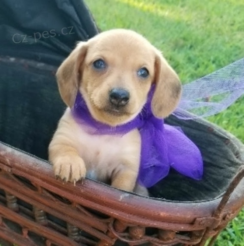 �t��ata jezev��k� na prodej