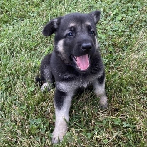 na prodej o�kovan� a od�erven� �t��ata n�meck�ch ov��k�