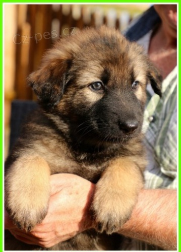 na prodej o�kovan� a od�erven� �t��ata n�meck�ch ov��k�