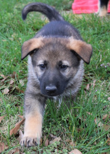 samice a samci o�kovan� a od�erven� �t��ata n�meck�ch ov��k� na prodej