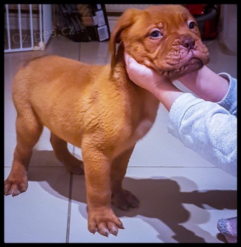 samice a samci o�kovan� a od�erven� dogue de bordeaux �t��ata na prodej
