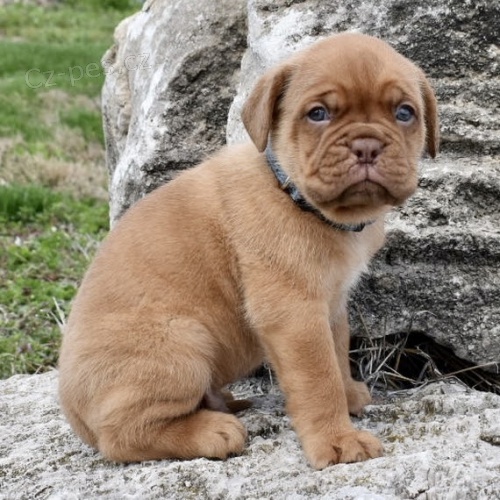 �t��ata dogue de bordeaux na prodej