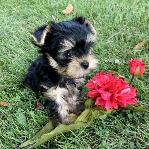 �t��ata mini yorkshire teri�ra na prodej.