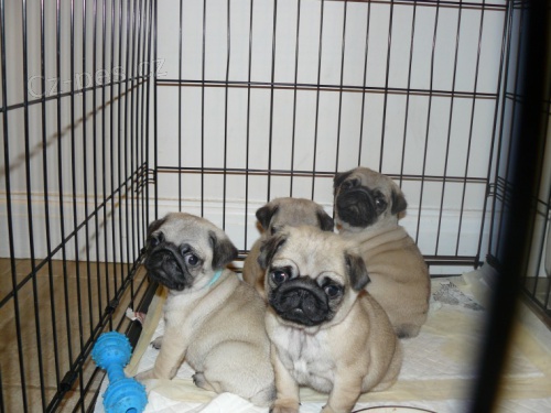 Kr�sn� b�ov� �t��ata mops na prodej