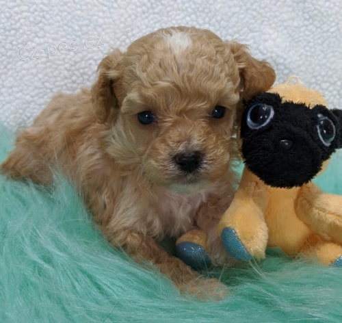 Trpasli�� �t��ata pudl� a fen na prodej.