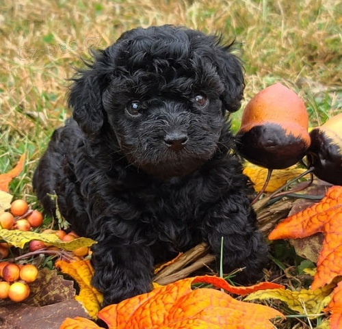 �t��ata �ern�ho pudla na prodej.