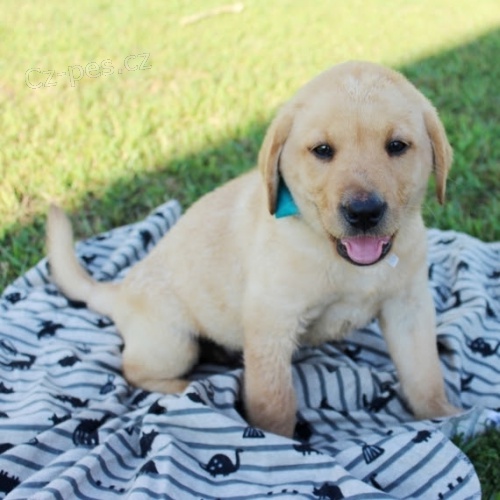 Zdrav� �t��ata labradorsk�ho retr�vra na prodej.