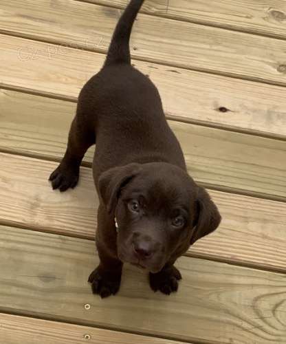 Zdrav� �t��ata �ern�ho labradorsk�ho retr�vra na prodej.