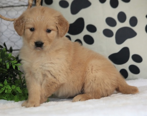 na prodej o�kovan� a od�erven� �t��ata zlat�ho retr�vra.