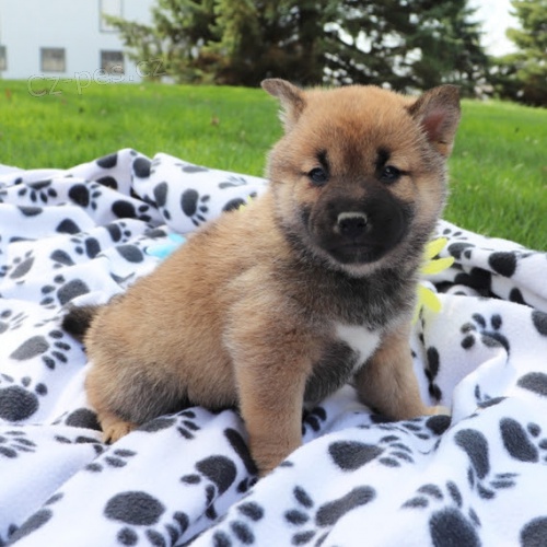 Rozko�n� �t��ata shiba inu na prodej