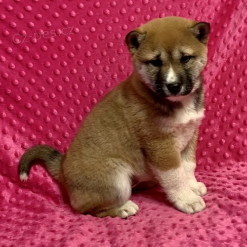 Rozko�n� �t��ata shiba inu na prodej