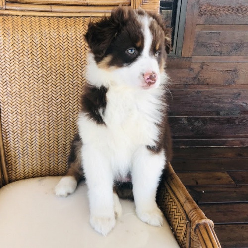 Rozko�n� �t��ata australsk�ho ov��ka na prodej