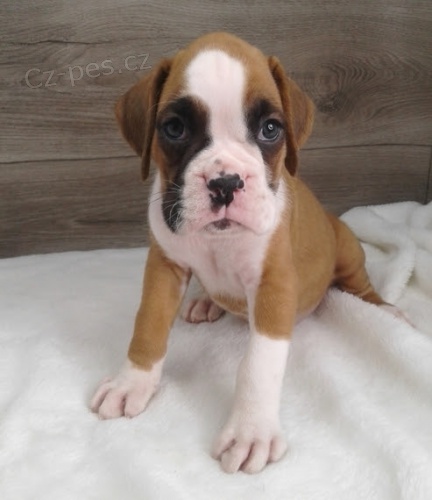 Americk� buldok �t��ata na prodej.