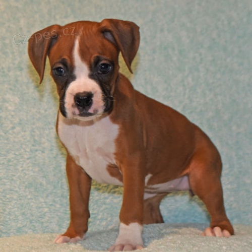 n�meck� boxer �t��ata na prodej