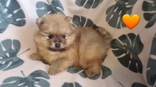 N�dhern� vrh Pomeranians s PP~ Fene�ka 