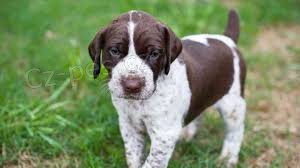 POINTER �t��ata ..