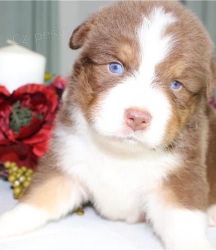 kr�sn� australsk� ov��k �t�n� k dispozici k adopci