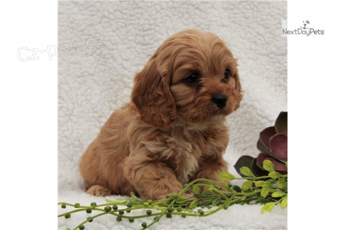 cavapoo �t��ata jsou k dispozici