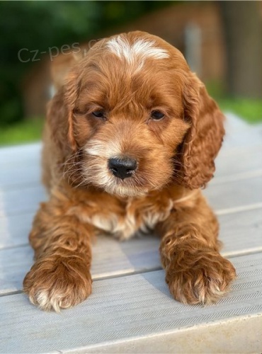 cockapoo �t��ata jsou k dispozici