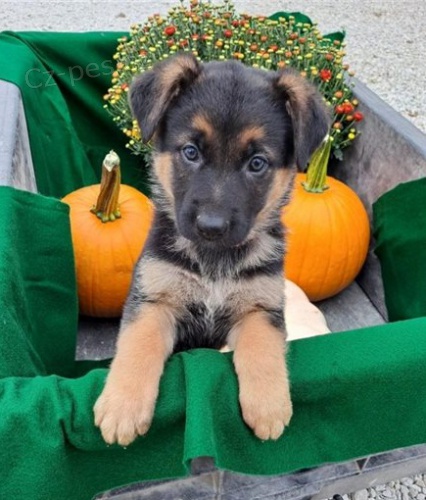 kr�sn� �t�n� n�meck�ho ov��ka k dispozici k adopci