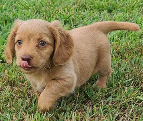 zdrav�, o�kovan� �t��ata jezev��k� na prodej