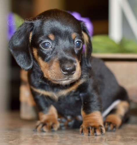 zdrav�, o�kovan� �t��ata jezev��k� na prodej