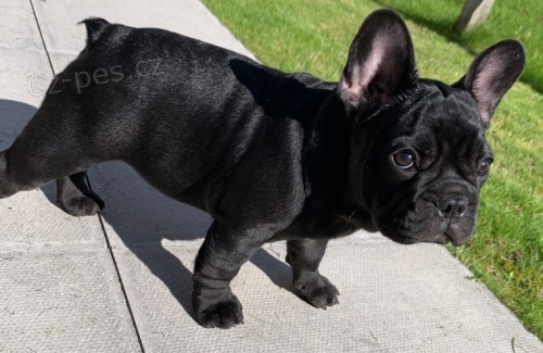 na prodej od�erven� a o�kovan� �t��ata �ern�ho francouzsk�ho buldo�ka.