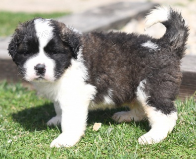 �t���tka Saint Bernard jsou p�ipravena na nov� rodiny.