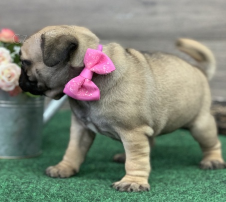 Mops �t��ata jsou p�ipravena k adopci a nov�m rodin�m.