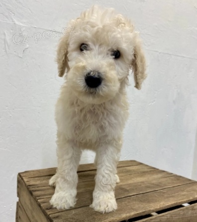 �t���tka pudla jsou p�ipravena na nov� rodiny.