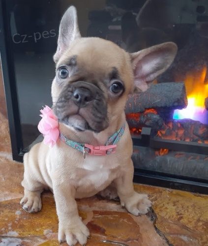 na prodej od�erven� a o�kovan� �t��ata francouzsk�ho buldo�ka.