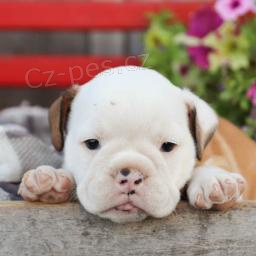 �t��ata anglick�ho buldoka jsou p�ipravena na nov� �t��ata.