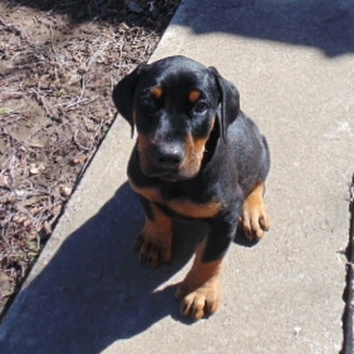 na prodej o�kovan� a od�erven� �t��ata dobermana.