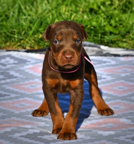 na prodej o�kovan� a od�erven� �t��ata dobermana.