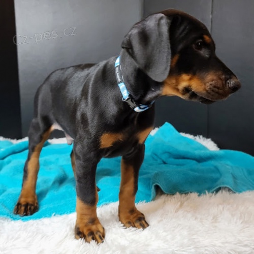 na prodej o�kovan� a od�erven� �t��ata dobermana.