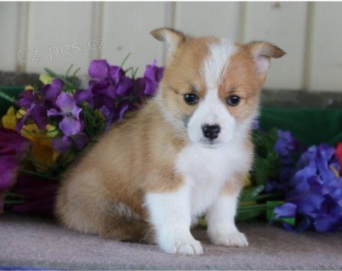 �t��ata Welsh Corgi Pembroke jsou p�ipravena na nov� �t��ata. �esk� vl��k
