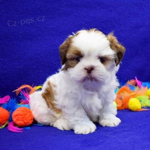 prodej kr�sn�ch hygienicky a soci�ln� vy�kolen�ch ps� a fen SHIH TZU