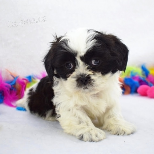prodej kr�sn�ch hygienicky a soci�ln� vy�kolen�ch ps� a fen SHIH TZU