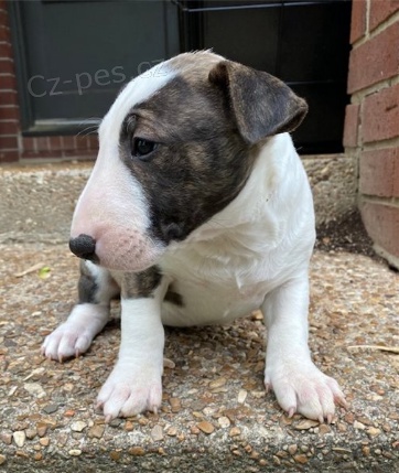 Bullteri�r �t��ata jsou p�ipravena k adopci a nov�m rodin�m.