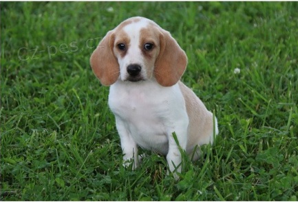 Beagle �t���tka jsou p�ipravena poznat nov� rodiny.