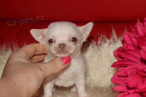 o�kovan� a od�erven� �ivava mini