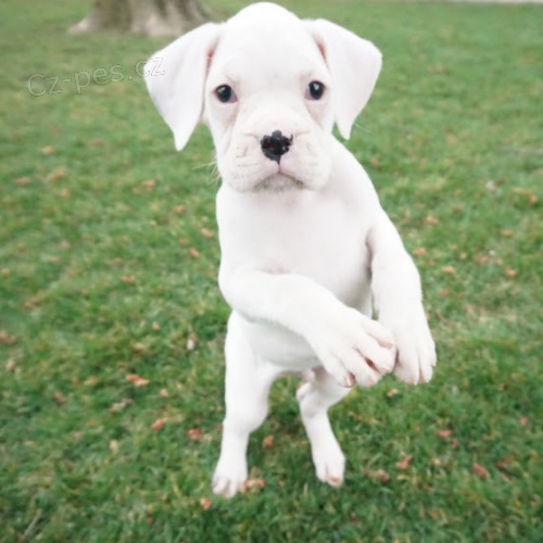 Kr�sn� o�kovan� a od�erven� �t��ata b�l�ho n�meck�ho boxera na prodej.