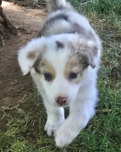 na prodej od�erven� a o�kovan� �t��ata border kolie