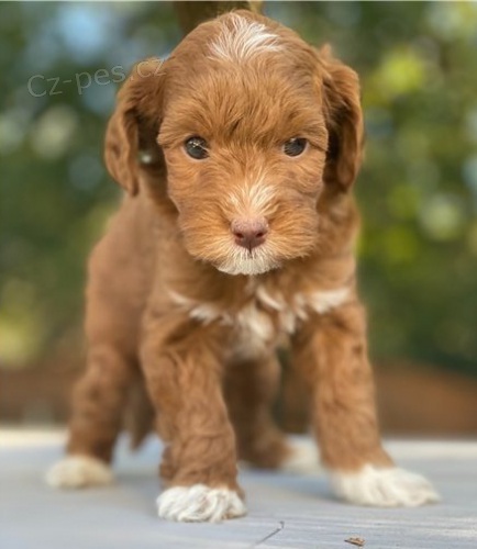 kr�sn� zlat� doo k adopci